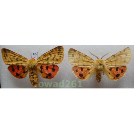 Rhyparia purpurata (Linnaeus, 1758) pair Slovakia1n